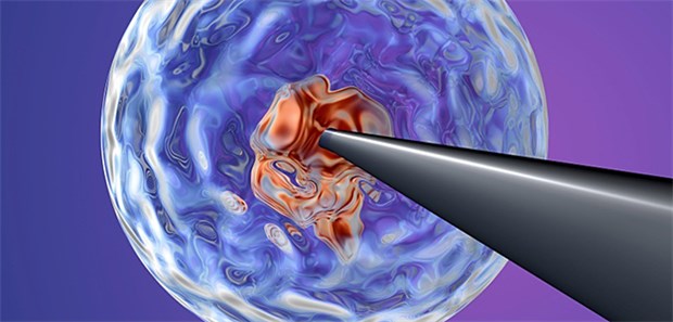Forscher kreieren Mensch-Schweine-Embryo Forscher haben die DNA von Mensch und Tier verschmolzen und so Chimären kreiert.