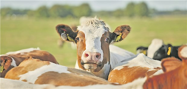 Forscher haben in Kuhmilch und Rindfleisch Agenzien entdeckt, die krebsauslösende Mutationen hervorrufen können.