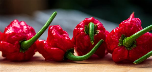 „Hot-Chip-Challenge“: Hessen untersucht scharfe Chili-Chips Frisch geerntete „Carolina Reaper“, die wohl schärfsten Chilischoten der Welt. Mit daraus gewonnenem Chili werden Tortilla-Chips gewürzt, die im Zusammenhang mit Hot-Chip-Challenges jetzt im Labor genauer untersucht werden, berichtet das Hessische Ministerium für Verbraucherschutz.