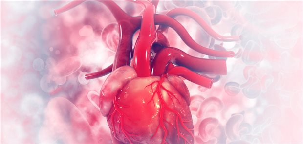 Computergeneriertes Modell eines anatomischen Herzens. 