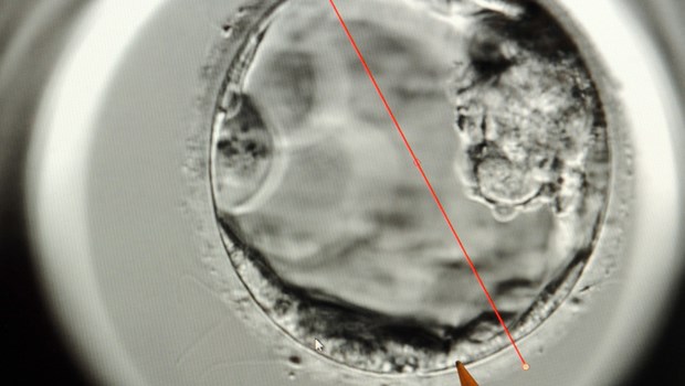 Alte Gräben reißen wieder auf Fünf Tage alter Embryo rechts des roten Strichs. Links Plazentagewebe, Ziel der Zellentnahme für die PID.