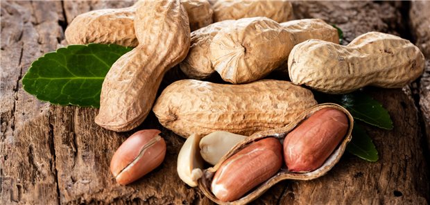 Für die Einen ein Genuss, für die Anderen ein Fluch. Um das Risiko für eine Erdnussallergie zu senken, kann eine frühe Exposition bereits im Säuglingsalter hilfreich sein.