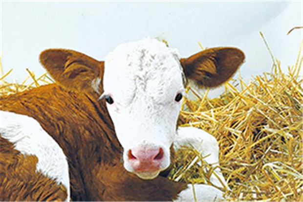 BSE-Erreger auch über Luft verbreitbar? Für dieses Kalb gibt es keine BSE-Gefahr durch die Stallluft.