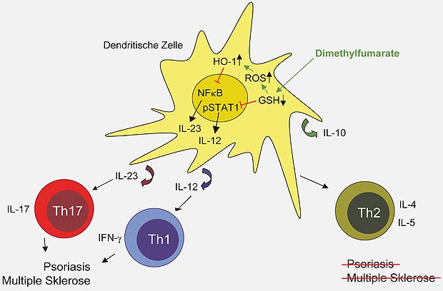 Fumarate induzieren antientzündliche dendritische Zellen, die vor Psoriasis und Multipler Sklerose schützen.