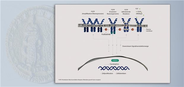 Futibatinib bindet kovalent und irreversibel an die intrazelluläre Tyrosinkinase-Domäne von FGFR1–4 und hemmt dadurch die FGFR-vermittelte Signaltransduktion.