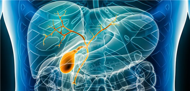 Galle und Gallengänge: Für Patienten mit Gallengangkrebs gibt es womöglich demnächst eine neue Therapieoption.
