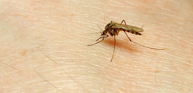Wird Malaria wieder heimisch? Gefährlicher Einwanderer.