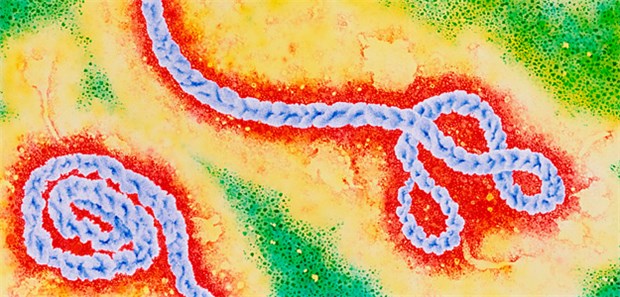 Influenza-Mittel soll gegen Ebola helfen Gefährlicher Faden: Gegen Ebola könnte ein neuer RNA-Polymerasehemmer helfen.