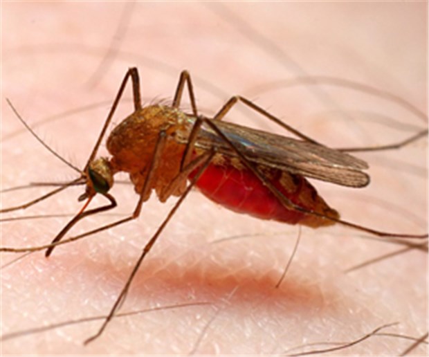 Malaria-Tod trifft häufig Senioren Gefährlicher Piekser: Besonders Senioren sollten an den Malaria-Schutz denken.