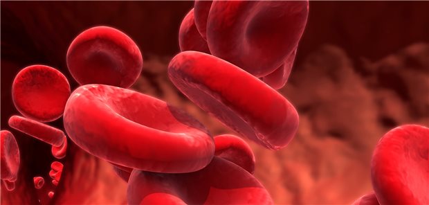 Gefäß mit Erythrozyten: Die ANCA-assoziierten Vaskulitiden GPA und MPA führen zu Gefäßschädigungen in fast allen Organsystemen.  Design Cells / stock.adobe.com