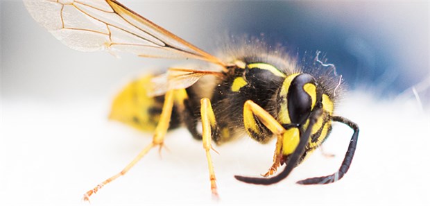 Insektengift-Allergiker oft im Stich gelassen Gefahr droht, Wespe im Anflug!