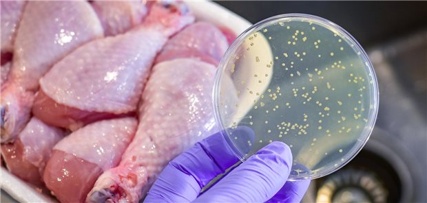 Erreger vor einem geschlachteten Huhn