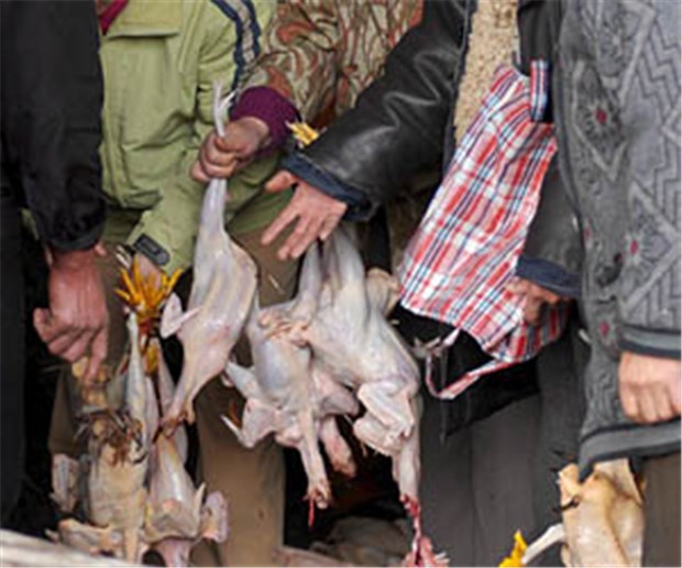 Experten über H7N9 beunruhigt Geflügelmarkt in China: Enger Kontakt zu Vögeln gilt weiterhin als wahrscheinlichste Quelle der H7N9-Infektionen.