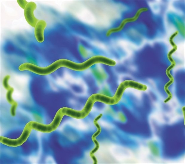 Bei Borreliose-Verdacht führen Antikörpertests oft in die Irre Gegen Borrelien haben große Bevölkerungsteile Antikörper.