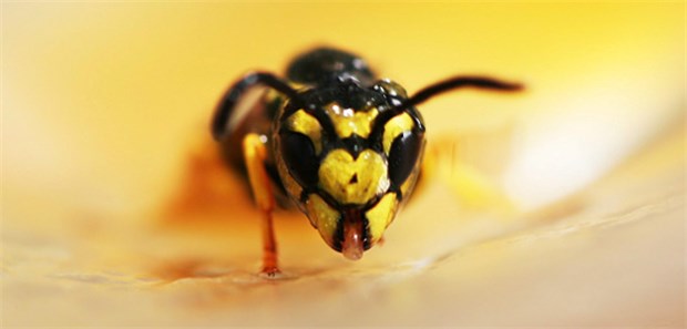 Insektenstiche: So juckt`s weniger Gegen Jucken und Schwellungen bei Bienenstichen helfen Zitrone oder Zwiebel.