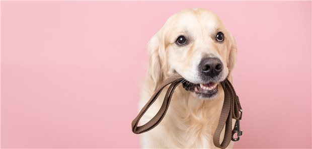 Gehts endlich los? Wer kann dieser Aufforderung widerstehen? Vor allem Patienten mit Gelenkrheuma scheinen von einem Hund als Mitbewohner zu profitieren.
