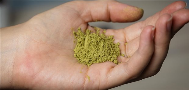 Gemahlene Blätter des Kratombaums (Mitragyna speciosa). Der Droge, die zu den atypischen Opioiden zählt, wird schmerzlindernde und entspannende Wirkung nachgesagt.