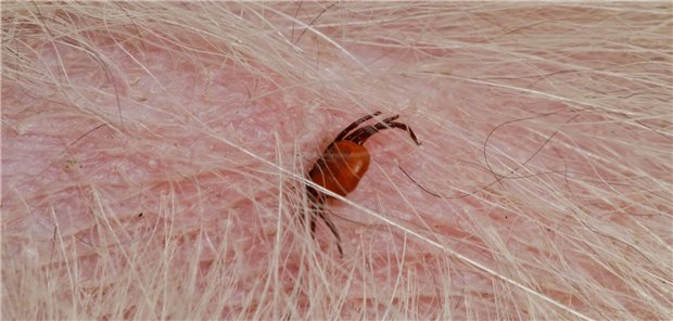 Gemeiner Holzbock (Ixodes ricinus): ist inzwischen in milden Wintern auch von Dezember bis Februar aktiv.