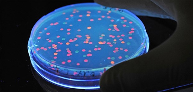 Programmierte Salmonellen greifen Geschwulste an Gentechnisch veränderte Salmonellen, wie diese hier, produzieren ein Toxin, dass Tumore angreifen. Kann das Prinzip auch bei der Behandlung von anderen Therapien Nutzen sein?