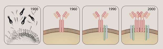 Paul Ehrlich-Preis für deutschen Immunologen Geschichte des Antigenrezeptors: Am Anfang steht Paul Ehrlichs Seitenkettentheorie (links). Seit 1960 weiß man, dass der Antigenrezeptor einen in der Membran verankerten Antikörper enthält. Michael Reth entdeckte 1990 die beiden Signalmoleküle dieses Rezeptors, Iga und Igb. Zehn Jahre später zeigte er, dass die Antigenrezeptoren nicht einzeln in der Membran angeordnet sind, sondern in Gruppen.