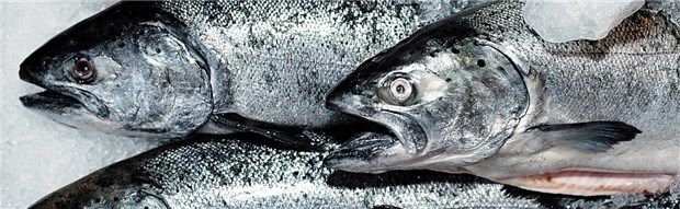 Bei Rheumatoider Arthritis auf die Fettsäuren achten! Gesunder Genuss für Rheumatiker: Fetter Fisch wie Lachs hat einen hohen Anteil an Omega-3-Fettsäuren.