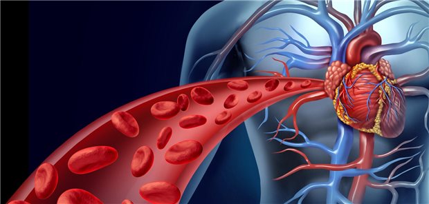 Gesundes Herz, intakte Gefäße: was hier klassische kardiovaskuläre Risikofaktoren anrichten können, hat jetzt ein Forschungsteam unter die Lupe genommen.