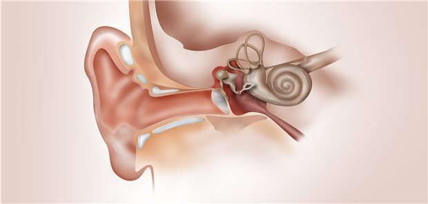Nur selten Spätkomplikationen nach Tympanoplastik Gesundes Innenohr: Perforiert das Trommelfell, muss es in manchen Fällen mit einer Tympanoplastik versorgt werden.