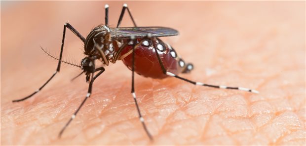 Gesundheit rund um die Welt: Von Mücken übertragene Krankheiten verbreiten sich weltweit.
