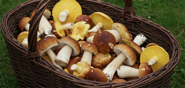 Ein Korb mit Pilzen