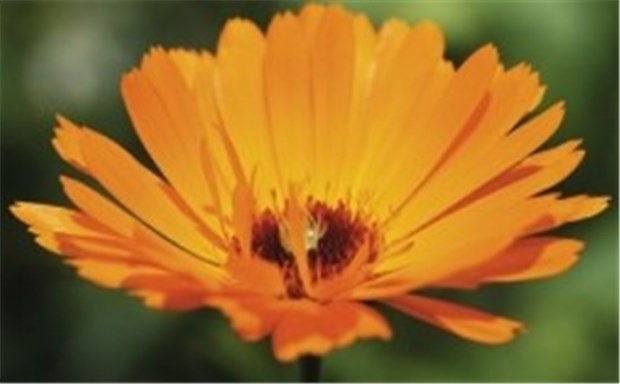 Symbol für Lebenskraft mit sonniger Ausstrahlung Gilt seit Jahrhunderten als Heilpflanze: die Ringelblume.