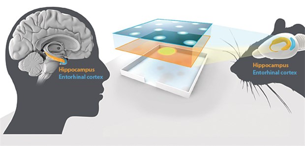 Wie der Navigationscomputer im Gehirn funktioniert Gitterzellen im entorhinalen Kortex zusammen mit jenen Zellen, die die Richtung des Kopfes und die Grenzen des Raumes erkennen, bilden Netzwerke mit den Ortszellen des Hippocampus. Diese Schaltkreise erzeugen ein umfassendes Positionssystem, ein "inneres GPS" im Gehirn. Dieses Navi wurde bei Ratten entdeckt, aber allen Anzeichen nach besteht der Ortssinn beim Menschen aus denselben Komponenten.