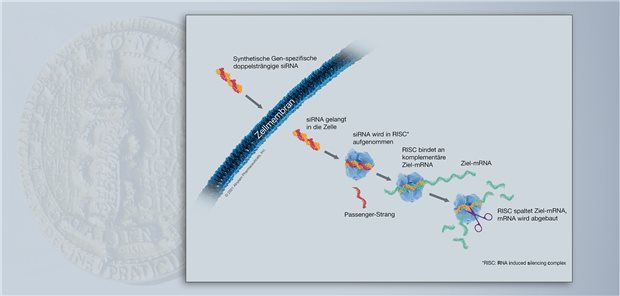 Wirkmechanismus Galenus-Kandidat: Givosiran, eine synthetische siRNA, wird in der Leberzelle in den RISC-Komplex aufgenommen, bindet dort an die mRNA für das Enzym ALAS1.