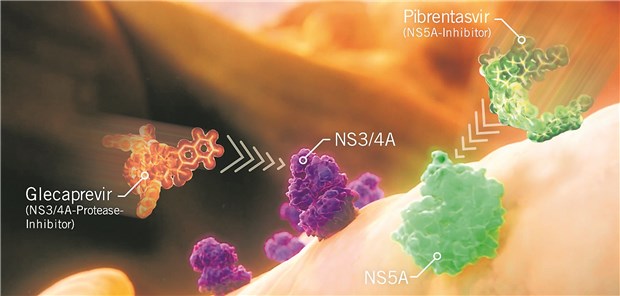 Glecaprevir bindet spezifisch an die HCV-NS3/4A-Protease und Pibrentasvir spezifisch an das HCV-Protein NS5A. Dadurch wird der Vermehrungszyklus des Hepatitis-C-Virus an zwei wichtigen Schaltstellen blockiert. AbbVie