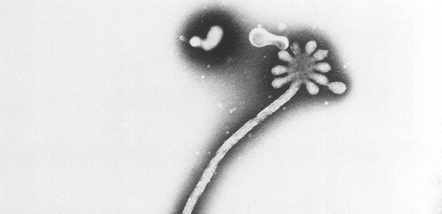 WHO bezeichnet Epidemie als 'klein' Gräulicher Bösewicht: Ebolavirion von 1995.