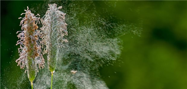 Graspollenflug: Die Exposition gegenüber hohen Gräserpollenkonzentrationen in den beiden Tagen vor akutem Koronarsyndrom geht einer Studie zufolge mit einem mehr als verdoppelten Sterberisiko einher.