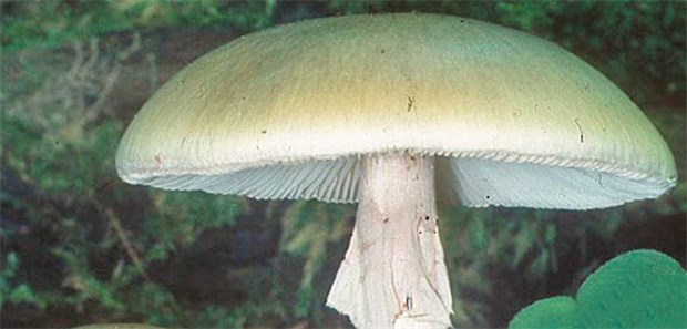 Experten warnen vor Giftpilz-Verzehr Grüne Knollenblätterpilze. Die giftigen Pilze werden oft von Spätaussiedlern und Geflüchteten mit heimischen, harmlosen Sorten verwechselt.
