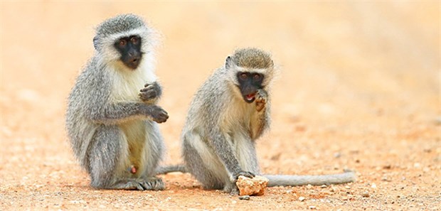 Die mysteriöse "Affenseuche" Grüne Meerkatzen aus Uganda galten lange als Wirtstiere des Marburg-Virus. Erst vor gut zehn Jahren wurde klar, dass sie lediglich Zwischenwirte waren.