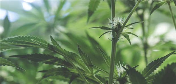 Gesundheitsministerium startet mit Experten-Anhörungen zu Cannabis Grüne Zeiten voraus? In Deutschland solle endlich mit einer gesundheitsorientierten Cannabispolitik begonnen werden, fordert der Drogenbeauftragte Blienert.