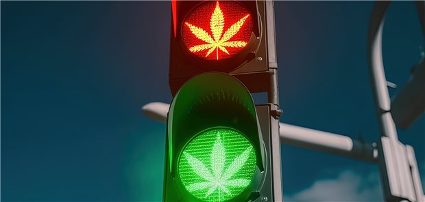 Ampel mit Cannabis-Blättern in den Lichtern. Das Grüne leuchtet etwas heller als das Rote.
