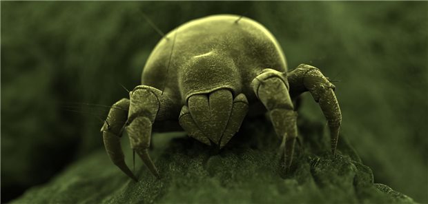 Grüßgott, die Milbe. Therapieallergene können helfen – nur ob die Kasse zahlt, ist ungewiss.