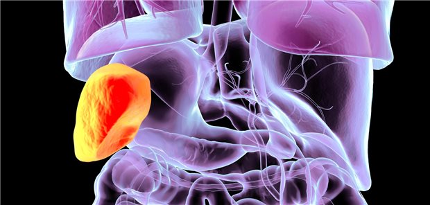 Dreidimensioanle gerenderte Darstellung der menschliche Anatomie mit farblich hervorgehobener Milz