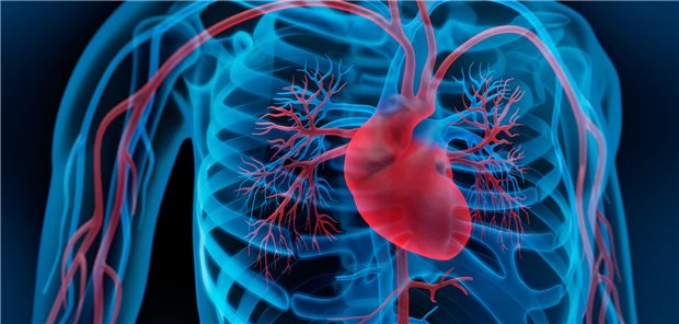 Modellbild eines menschlichen Torsos. Das Herz ist mittig zwischen den Rippen zu sehen. 