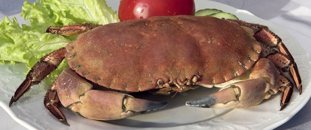 Blutiger Husten nach Krabbenfleisch Guten Appetit!