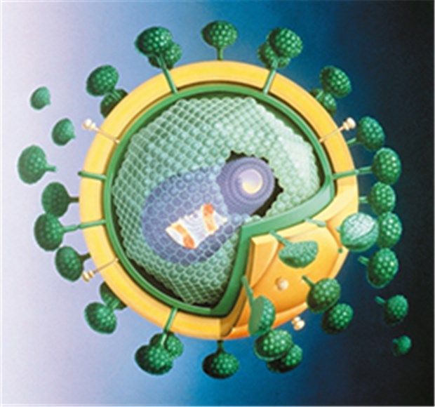 Immunschwäche begünstigt Analkarzinom HIV-Modell. Infizierte sind vermehrt durch Krebs bedroht.