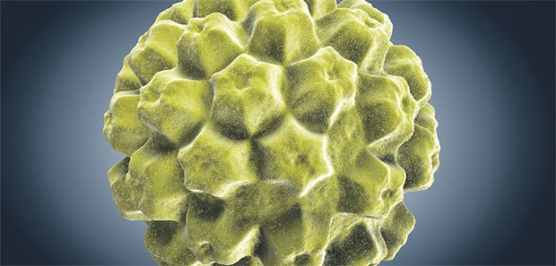 Positive HPV-Serologie bringt bessere Prognose HP-Virus: Derzeit ist noch unbekannt, wie der Erreger das Immunsystem moduliert.