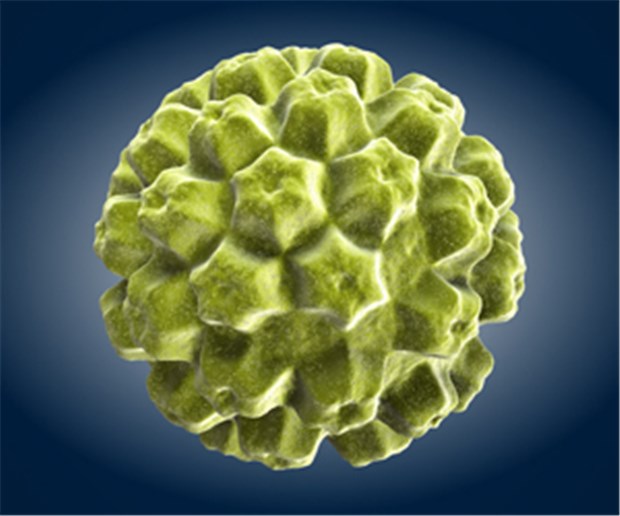 IQWiG sieht Nutzen von HPV-Test HP-Virus: HPV-Diagnostik hilft beim Erkennen.