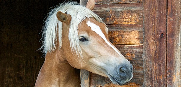 Pferde sterben an unheilbarem Virus Haflinger an Stalltür: Pferde leiden in Österreich an einem seltenen Virus.