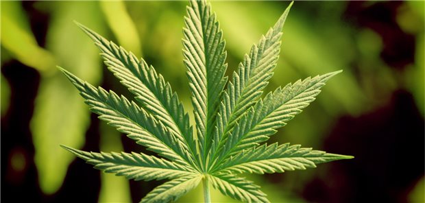 Auch Ärztekammern Niedersachsen und Bayern warnen vor Cannabis-Freigabe Hanf als Streitthema: Ärztekammern wenden sich gegen die Legalisierung von Cannabis.