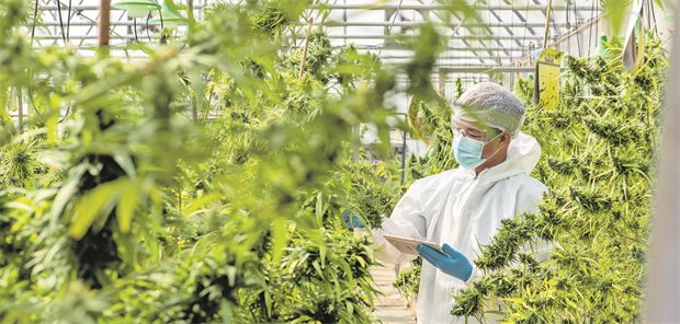 Ein Mann steht in einer Cannabis-Plantage.