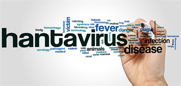 Hantavirus war 2017 besonders verbreitet Hantavirus - mehr als 1700 Fälle von infizierten Menschen in Deutschland wurden beim RKI für das Jahr 2017 registriert.
